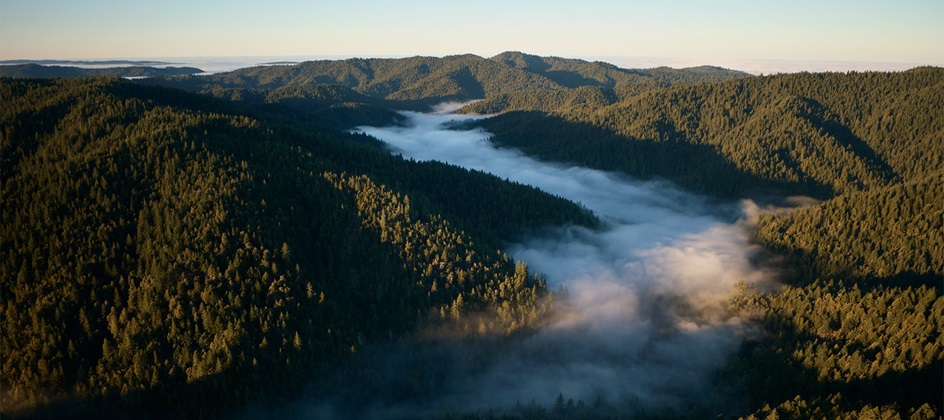 Apple invests in California Redwood Forest to drive carbon removal